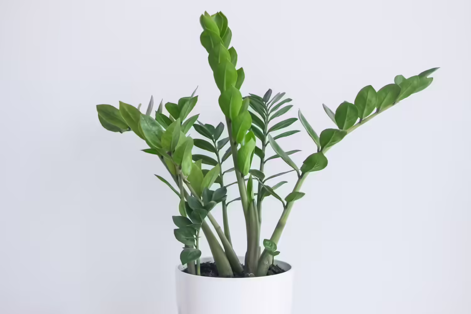 ZZ Plant Care