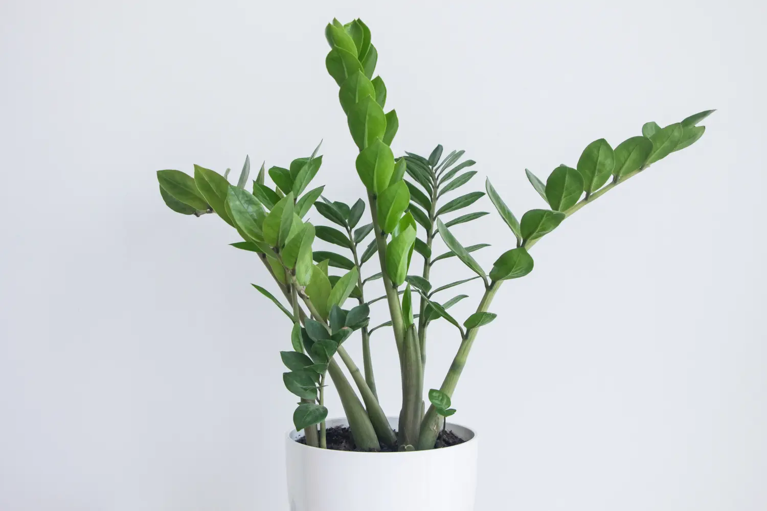 ZZ Plant Care