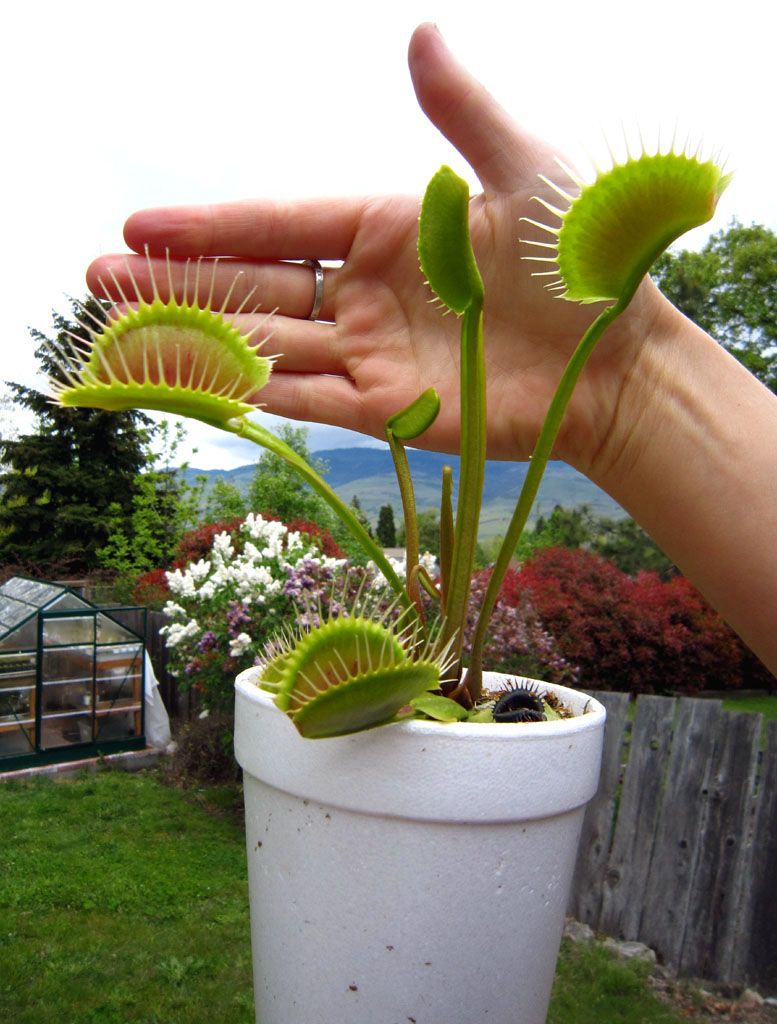 how to take care of a venus fly trap plant
