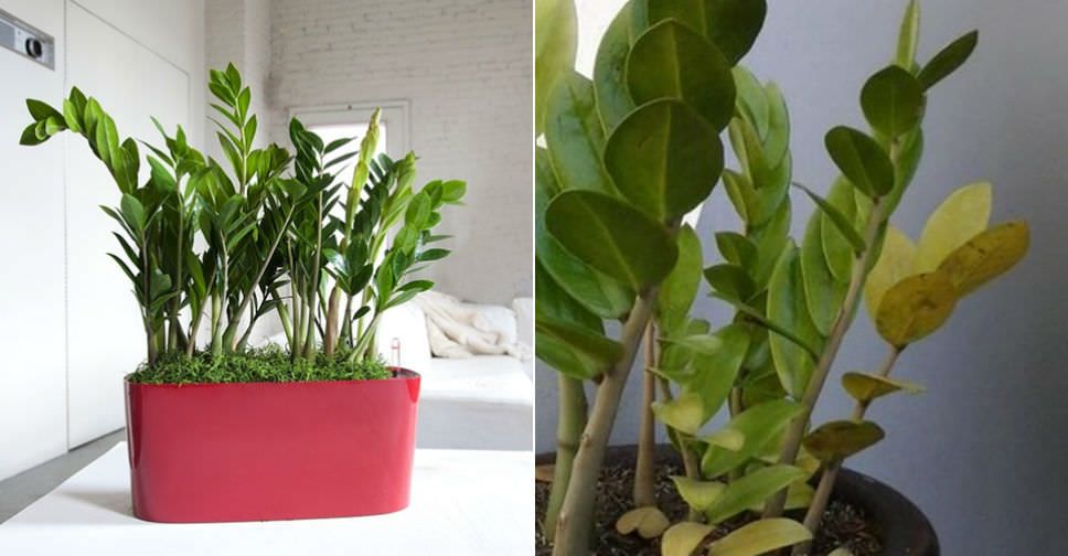 ZZ Plant Have Yellow Leaves