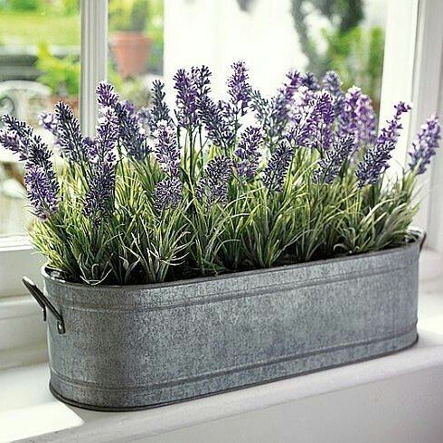 bathroom plant ideas
