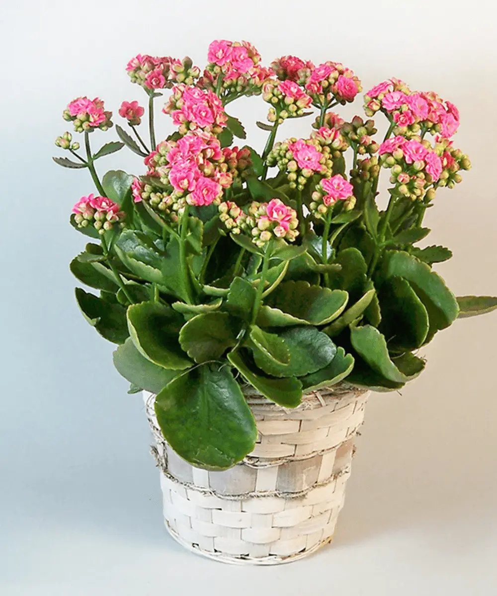 Kalanchoe Plant Care Guide – How To Maintain Indoor Kalanchoe 5 care for kalanchoe indoors