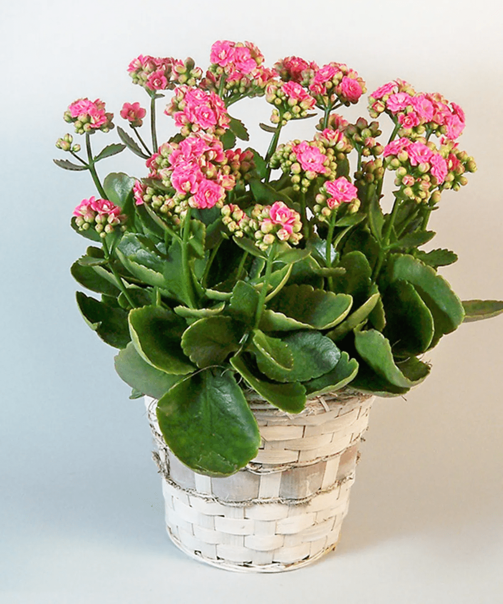care for kalanchoe indoors
