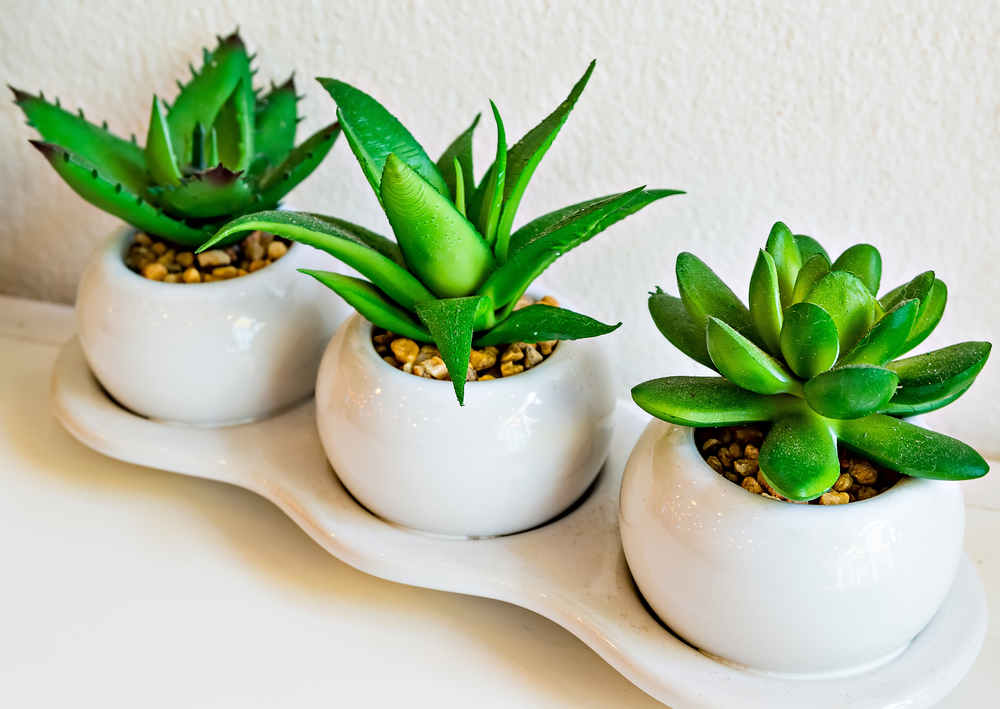 Aloe Vera |  Best Plants For A Bathroom