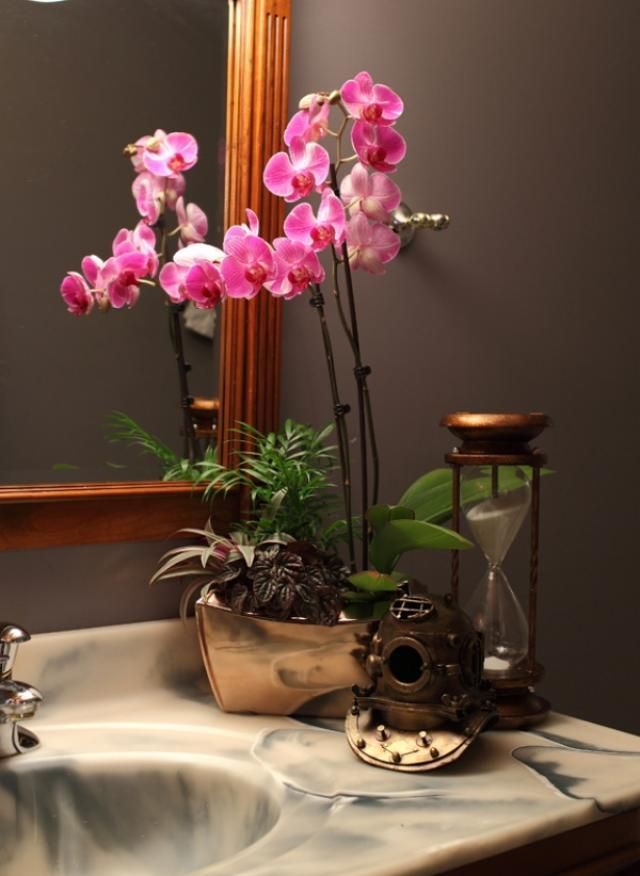 Orchids Indoor Plants