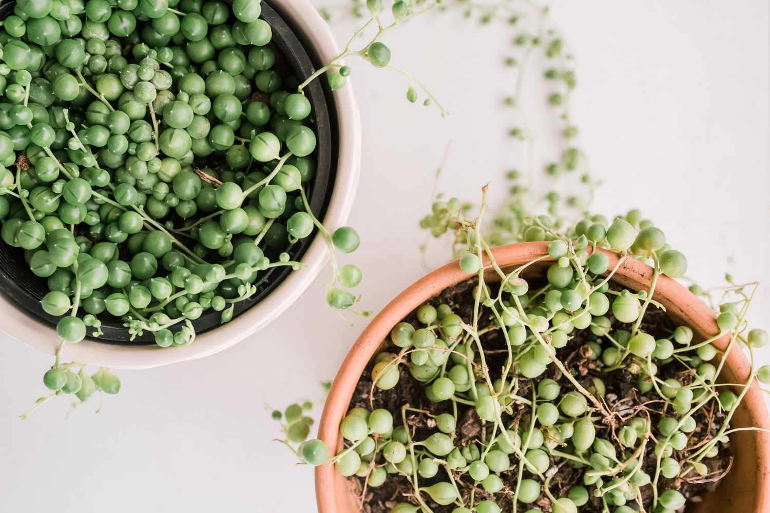 how to care for string of pearls
