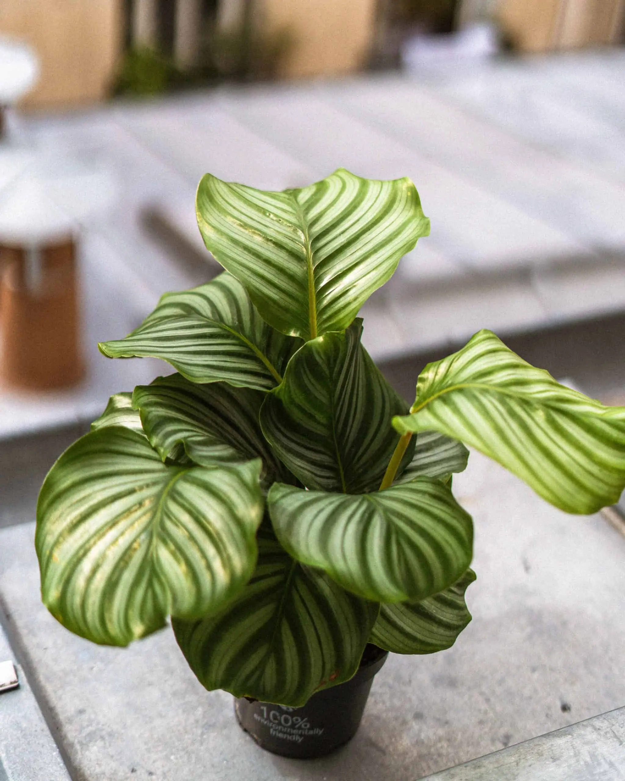 Calathea Care Guide: How To Grow Calathea Plants like a pro! 4 calathea indoor care