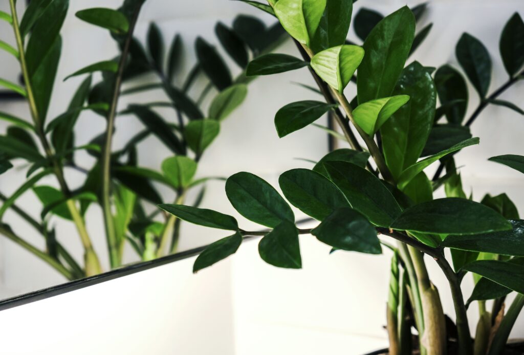 small bathroom plants
