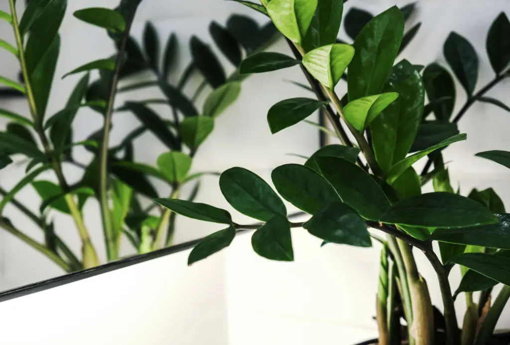 The Best Plants For A Bathroom In 2025 9 small bathroom plants