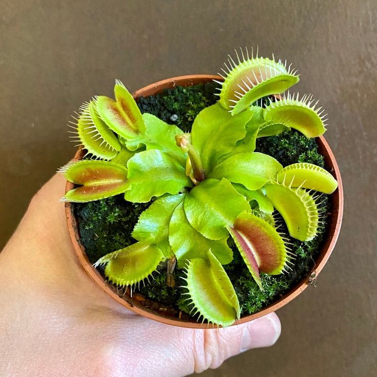 how to take care of fly trap plant
