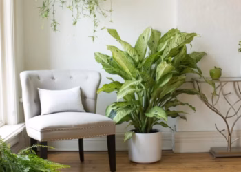 Dieffenbachia Plant Care - How To Grow Indoor Dieffenbachia