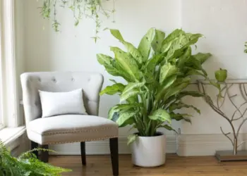 Dieffenbachia Plant Care - How To Grow Indoor Dieffenbachia