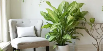 Dieffenbachia Plant Care - How To Grow Indoor Dieffenbachia
