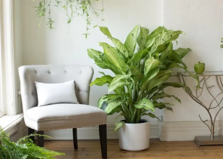 Dieffenbachia Plant Care - How To Grow Indoor Dieffenbachia