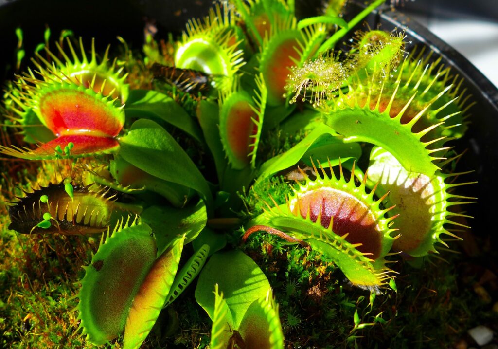how to take care of venus flytrap plant
