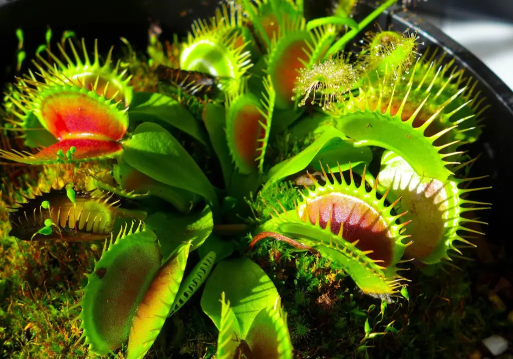 how to take care of venus flytrap plant
