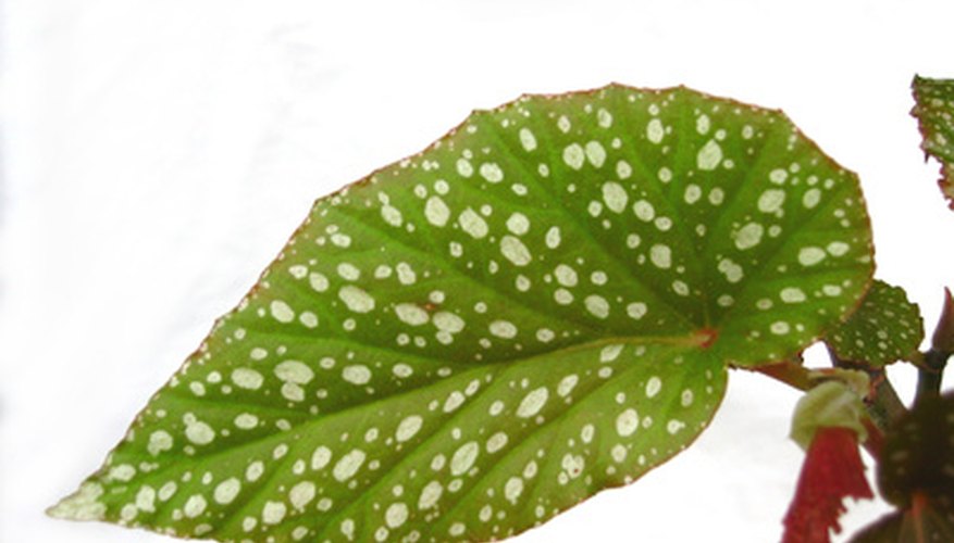 begonia rex care indoor
