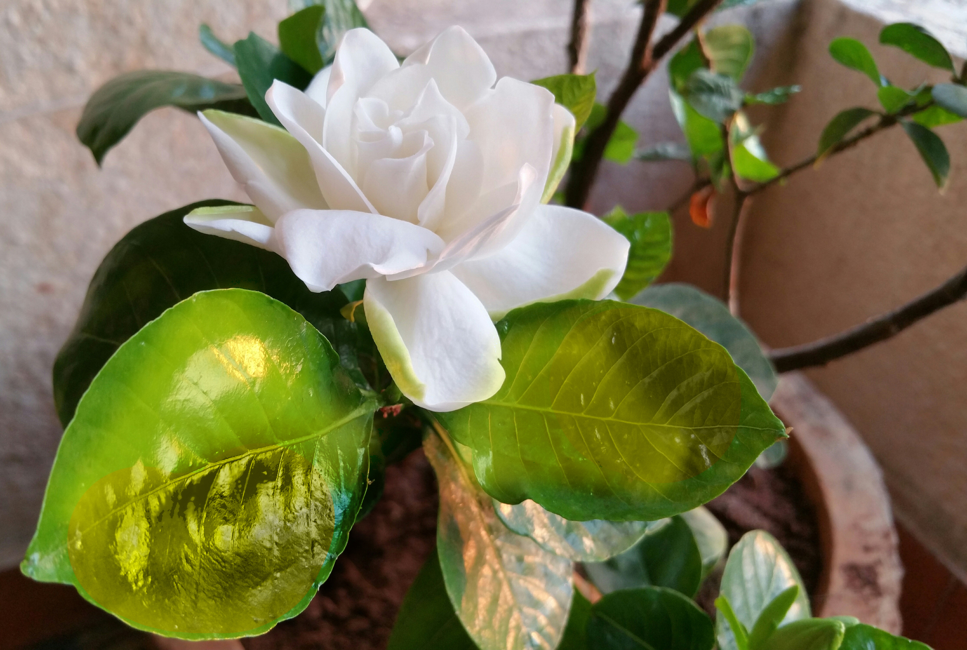 best place to plant gardenia
