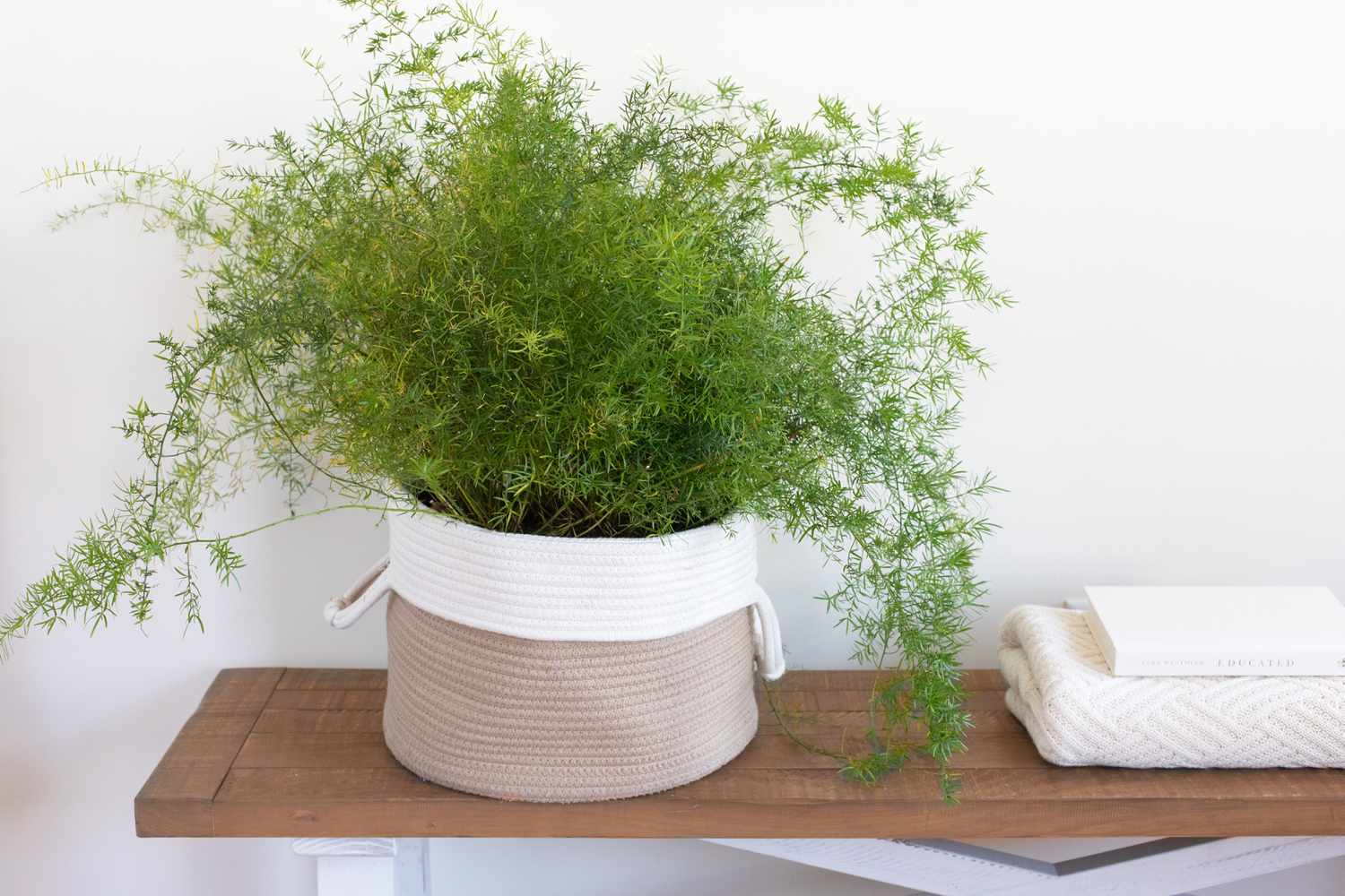 bathroom plants that absorb moisture
