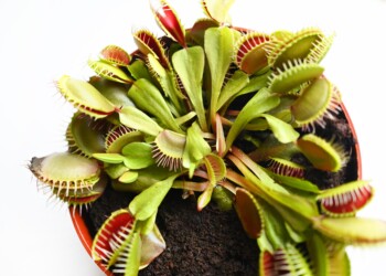 Venus Fly Trap Care