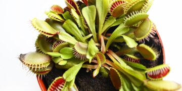 Venus Fly Trap Care