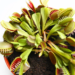 Venus Fly Trap Care