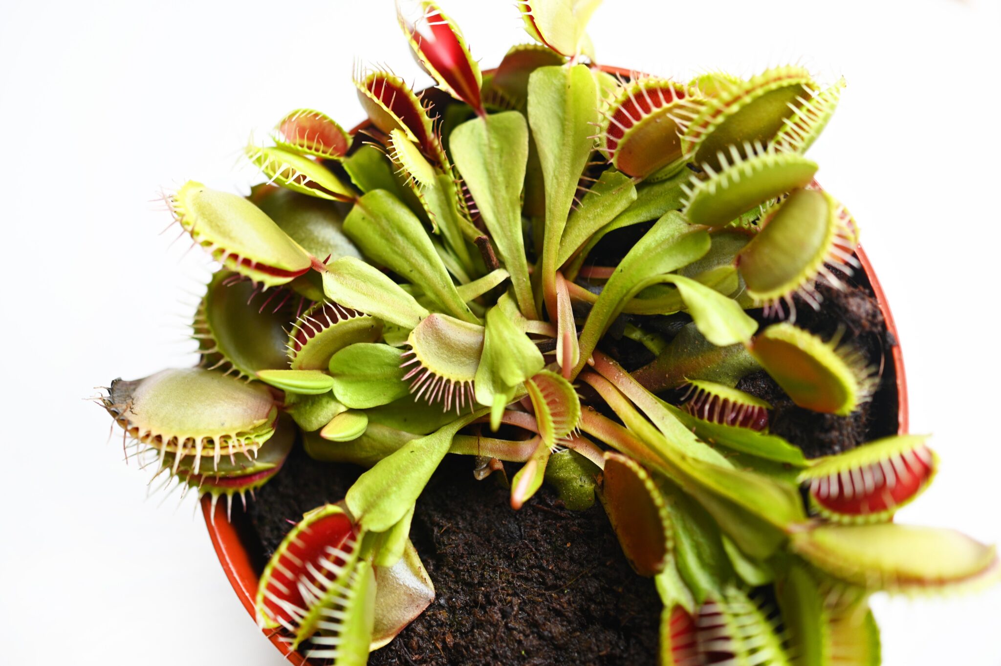 Venus Fly Trap Care