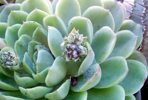 how do i take care of succulents
