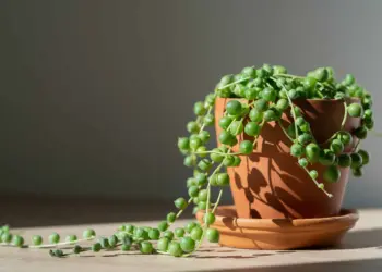 How To Care For String Of Pearls Plants