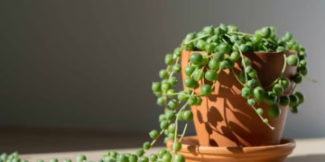 How To Care For String Of Pearls Plants