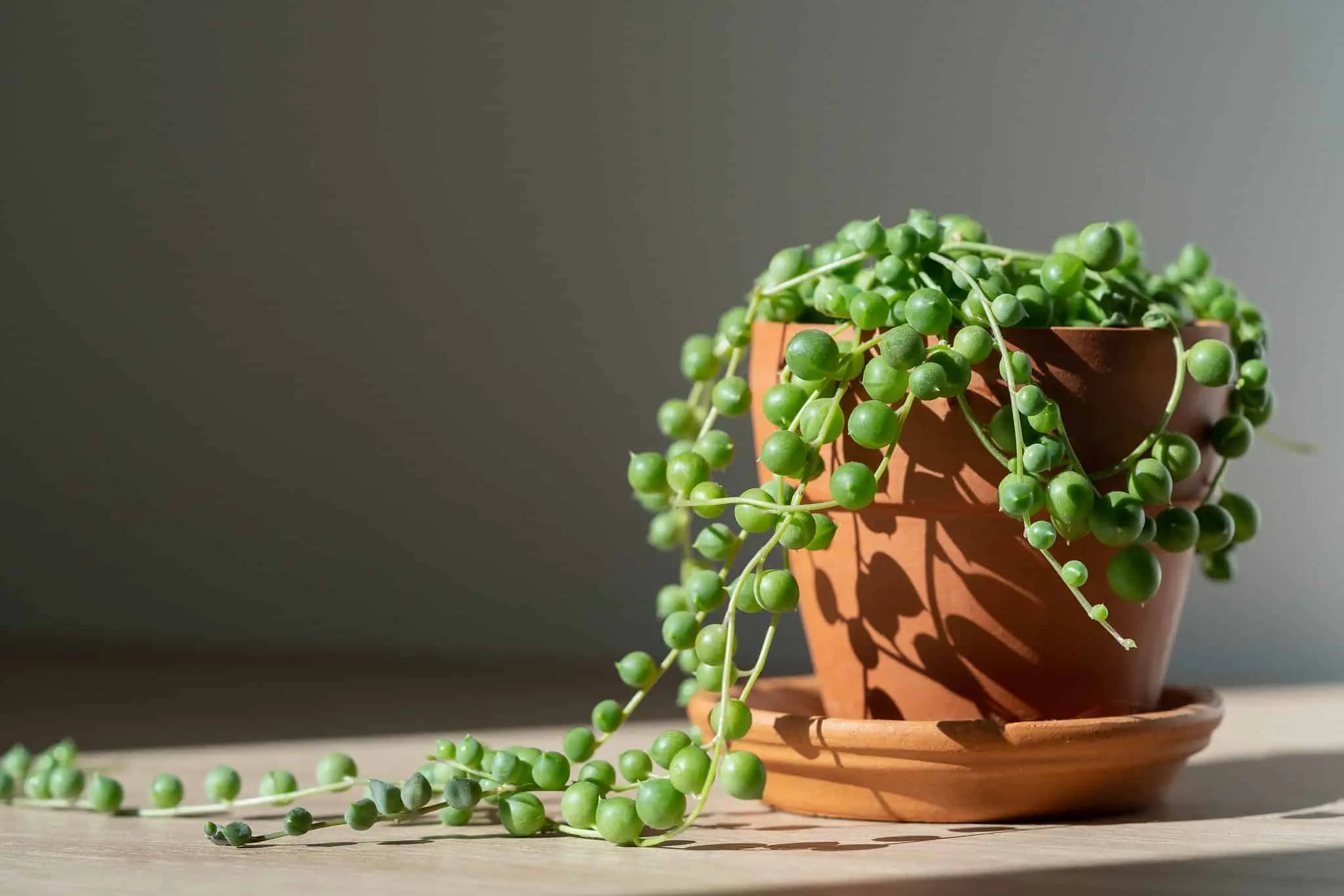How To Care For String Of Pearls Plants