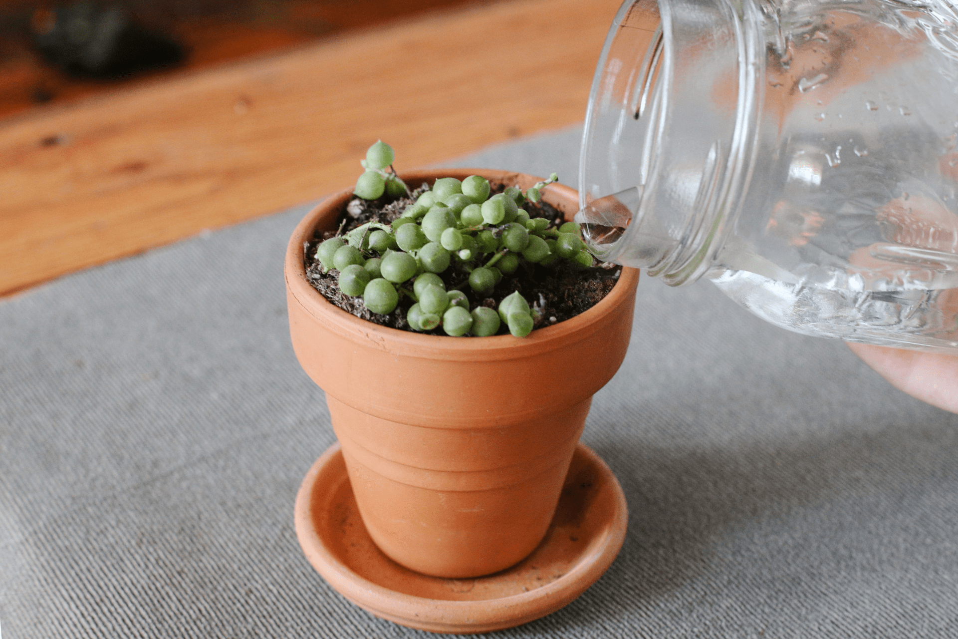 how to take care of a string of pearls plant
