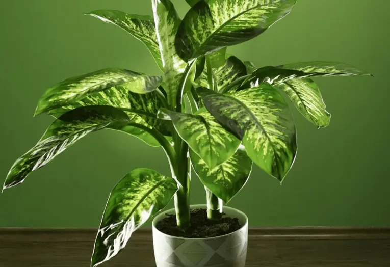 dieffenbachia plant care