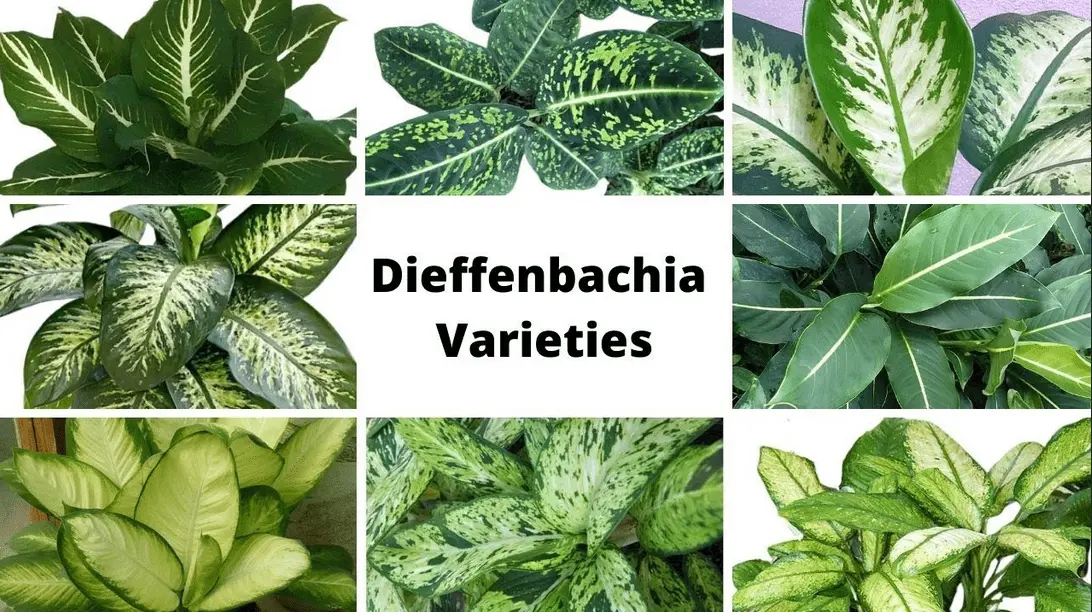 Dieffenbachia Silver leaves