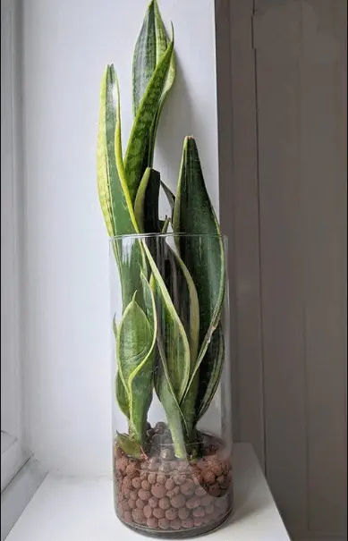 The Best Plants For A Bathroom In 2025 3 bathroom plants no light