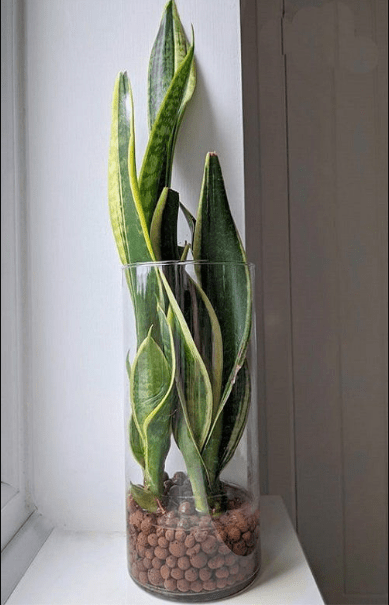 bathroom plants no light
