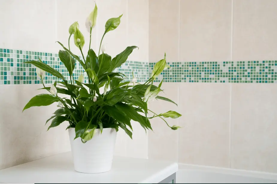 The Best Plants For A Bathroom In 2025 5 good plants for bathroom