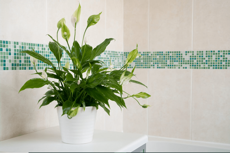 good plants for bathroom
