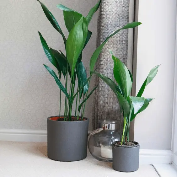 The Best Plants For A Bathroom In 2025 14 tropical bathroom ideas