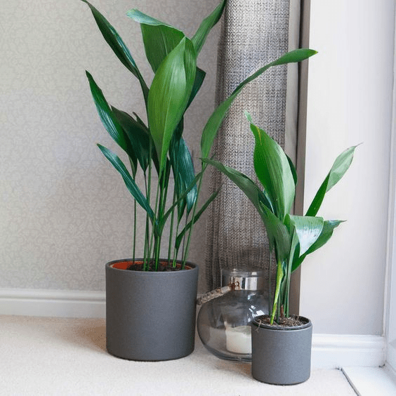 tropical bathroom ideas
