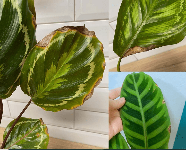 calathea dying
