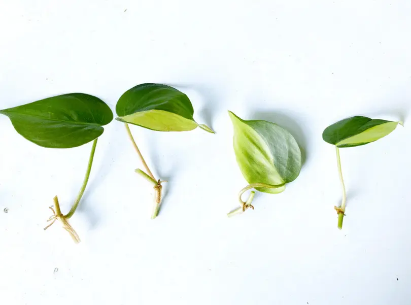 How To Propagate A Philodendron - 3 EASIEST WAYS 2 How To Propagate A Philodendron