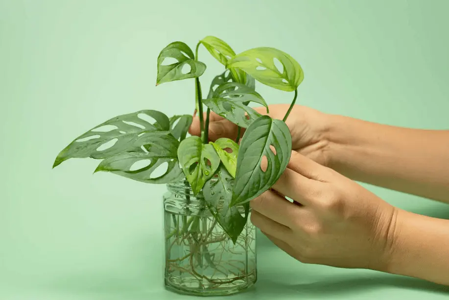 How To Propagate A Philodendron - 3 EASIEST WAYS 3 philodendron propagation