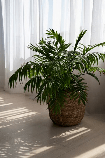 sago palm care