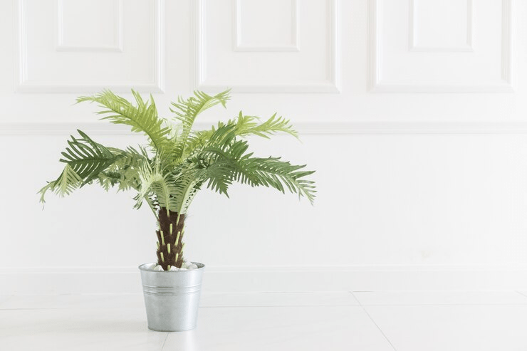 care for cycads
