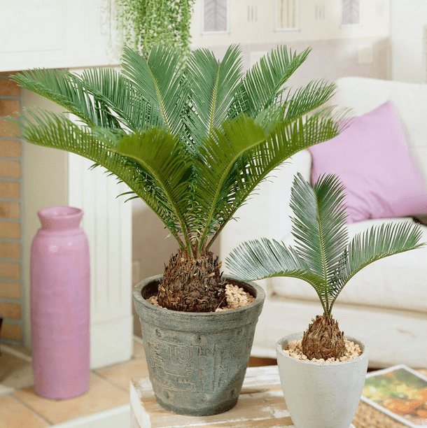 care of sago palm in pots
