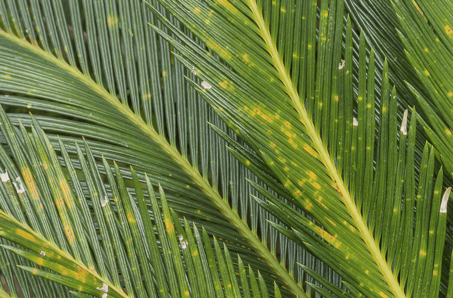 cyca revoluta care

