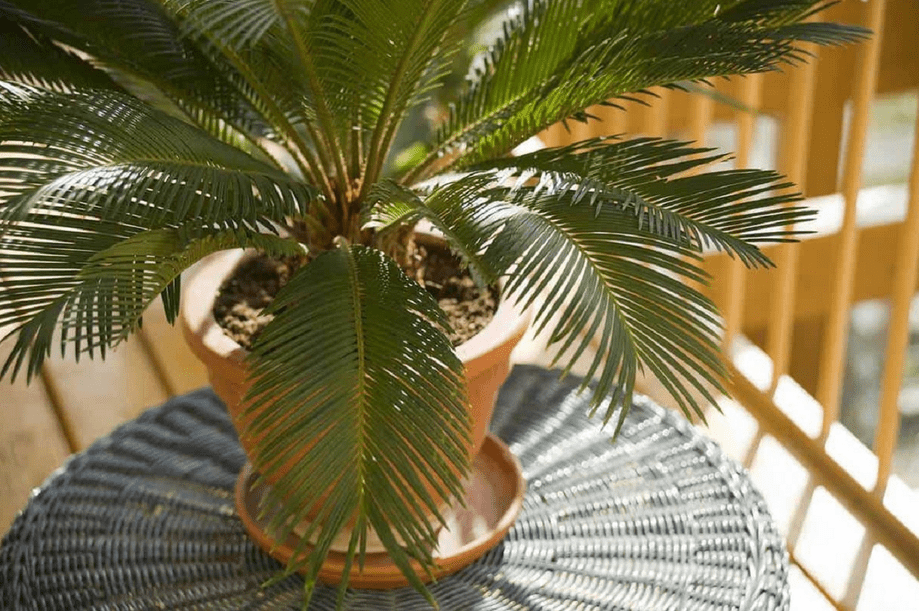 cycad plant care
