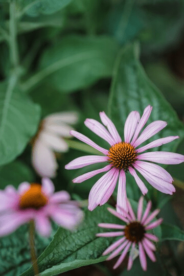  African Daisy Plant Care