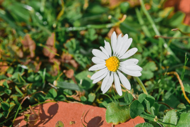 care for osteospermum
